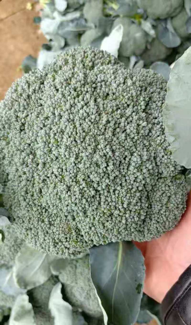 高山西兰花