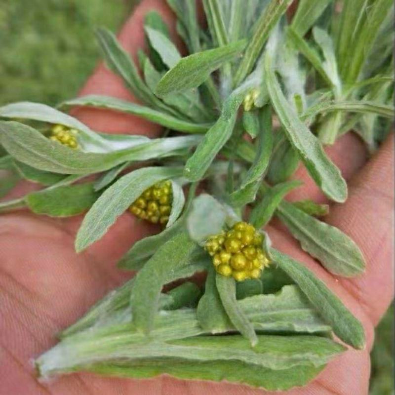 野生鼠曲草清明草佛耳草500克鼠鞠草田艾绒