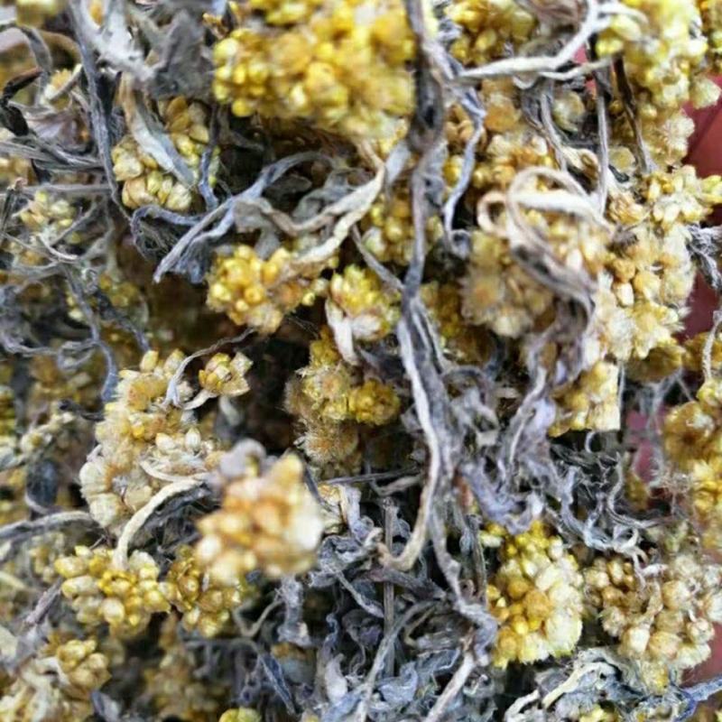 野生鼠曲草清明草佛耳草500克鼠鞠草田艾绒