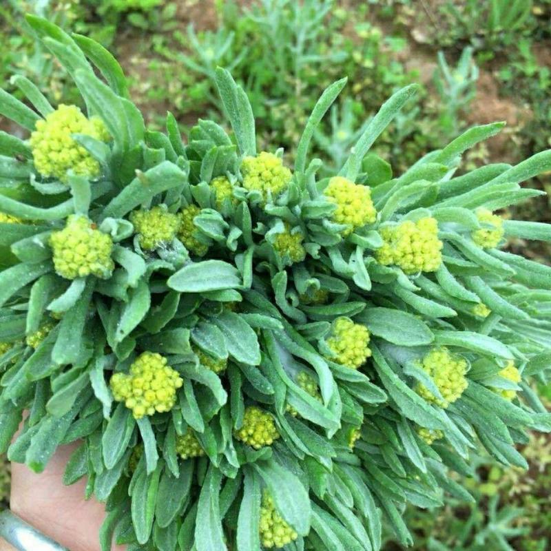 野生鼠曲草清明草佛耳草500克鼠鞠草田艾绒