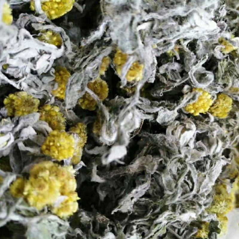 野生鼠曲草清明草佛耳草500克鼠鞠草田艾绒