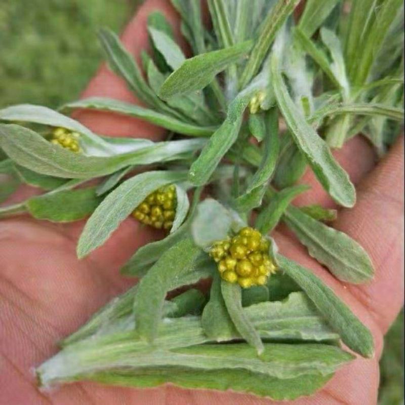 野生鼠曲草清明草佛耳草500克鼠鞠草田艾绒