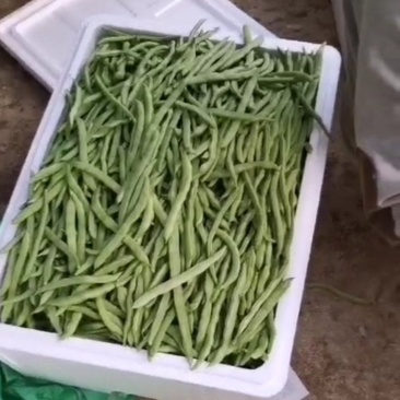 四季豆