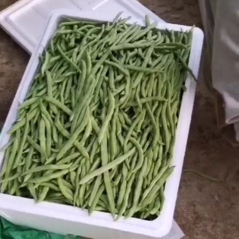 四季豆