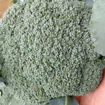 高山西兰花