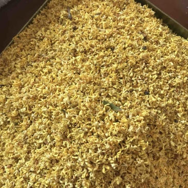2022年新货优质桂花干桂花茶