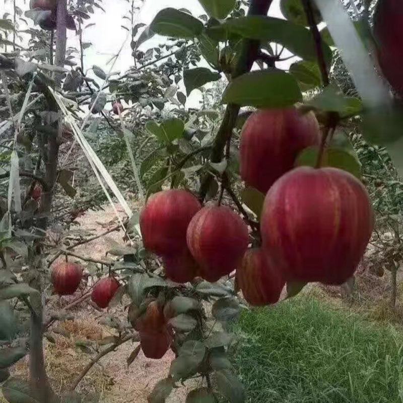 全红梨树苗奥红一号秋月新梨七号玉露香梨树苗