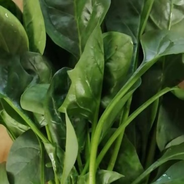 蔬菜基地大棚菠菜大叶菠菜
