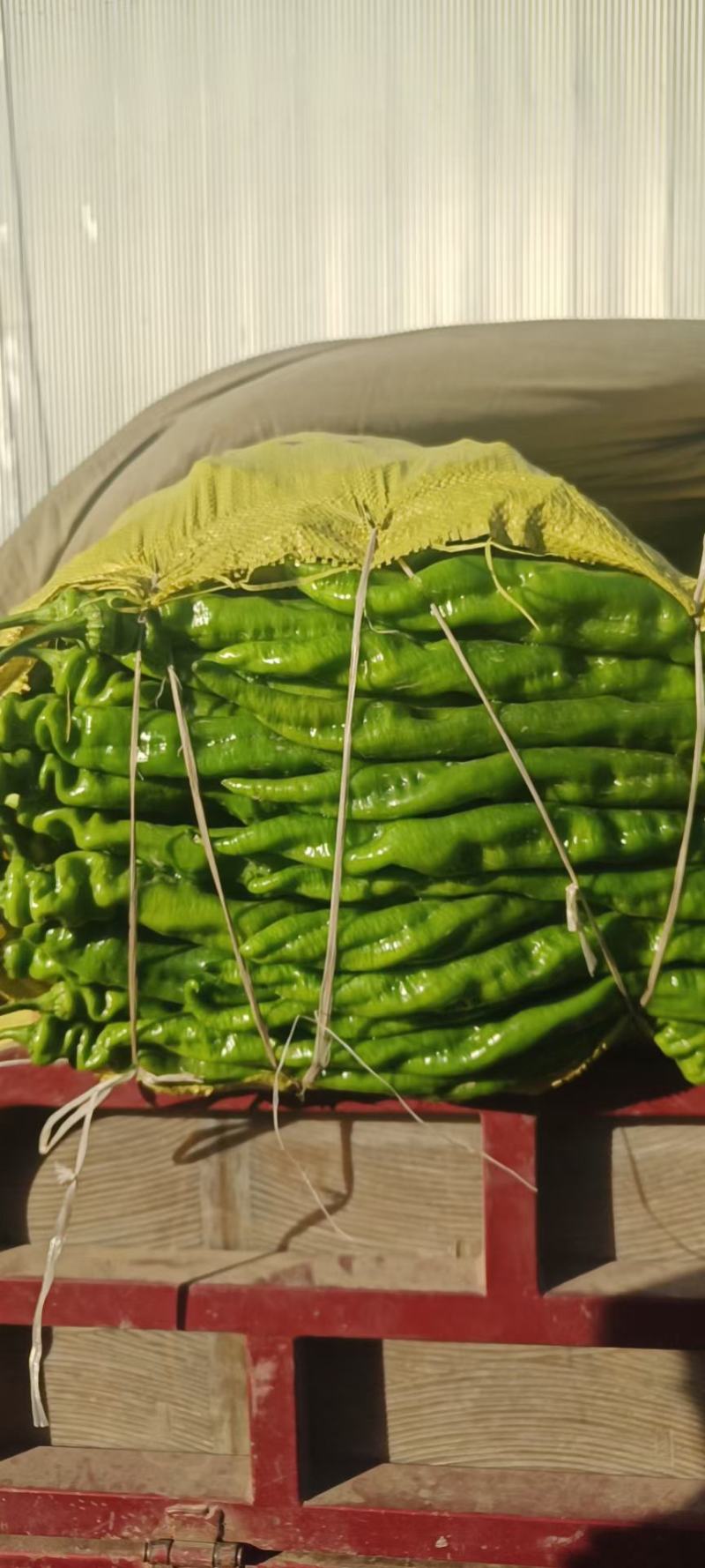 精品尖椒大量有货产地直发品质保证视频看货等您来电