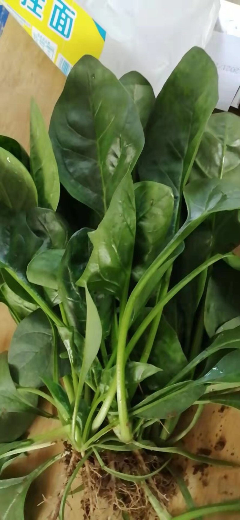 蔬菜基地大棚菠菜大叶菠菜
