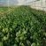 蔬菜基地大棚菠菜大叶菠菜