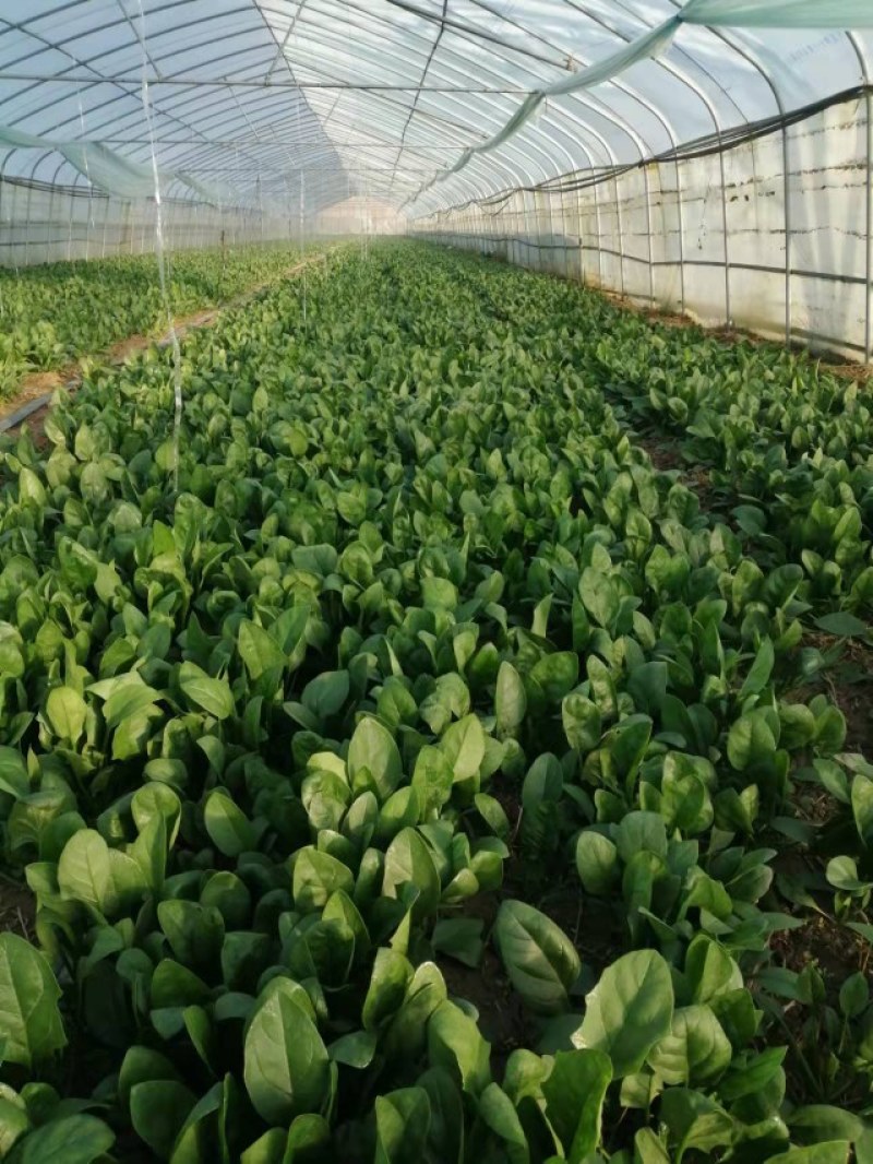 蔬菜基地大棚菠菜大叶菠菜