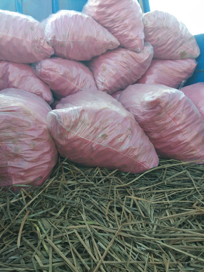 云南马蹄上市了广西品种