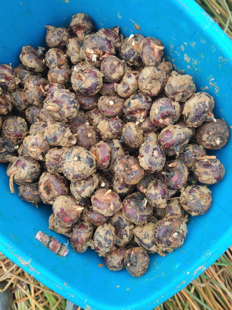云南马蹄上市了广西品种