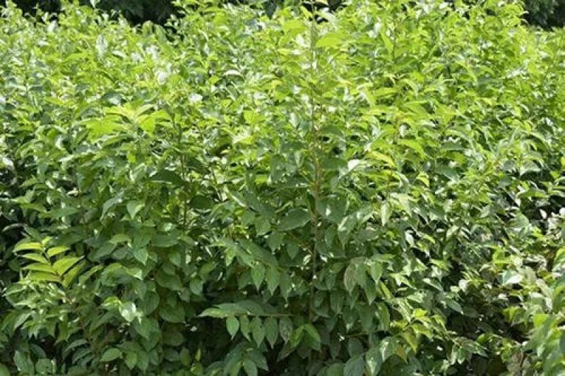 林木种子--，，朴树种子批发零售，量大详谈，，价格美丽