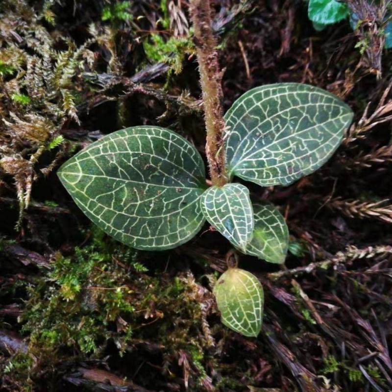 正宗纯野生新鲜金线莲1现采采自高山