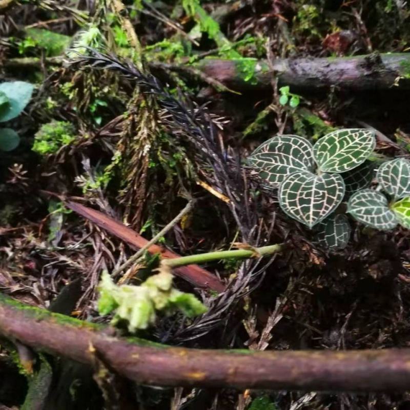正宗纯野生新鲜金线莲1现采采自高山
