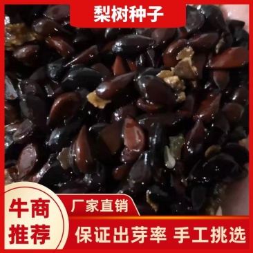 梨树种子鲜梨籽大梨种子.现加工现卖保出芽率