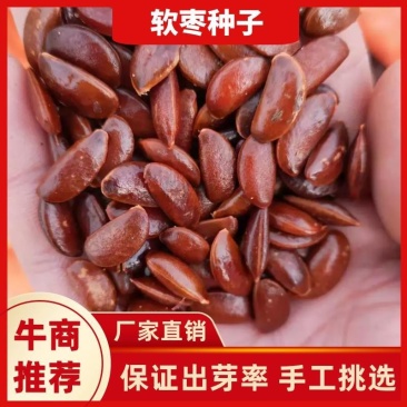 软枣种子君迁子野柿子种子质量保证出芽率90%以上