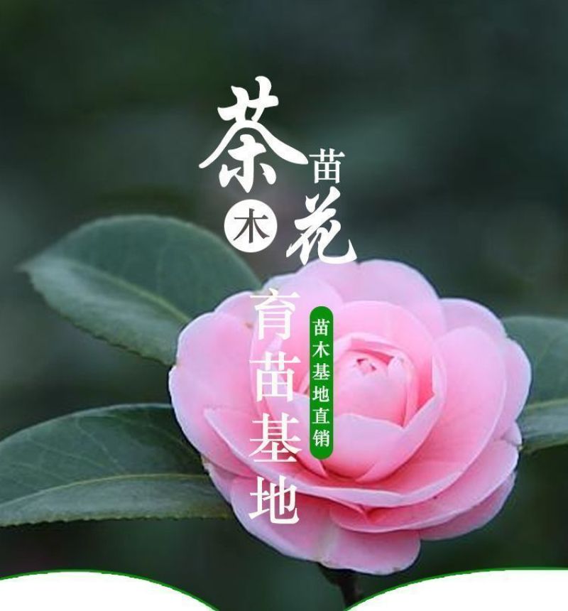 80高带花苞茶花，品种十二种，46/颗，10颗起批