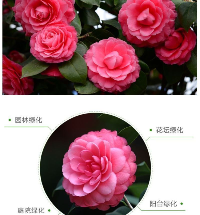 80高带花苞茶花，品种十二种，46/颗，10颗起批