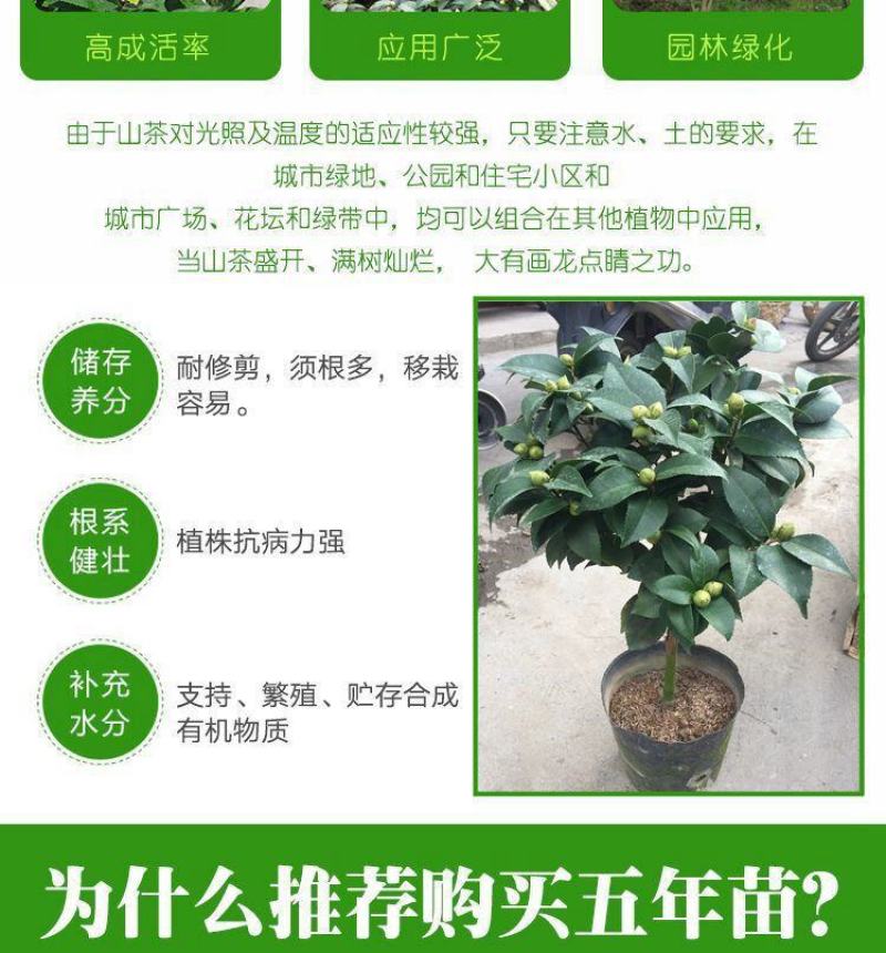 80高带花苞茶花，品种十二种，46/颗，10颗起批