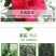 80高带花苞茶花，品种十二种，46/颗，10颗起批