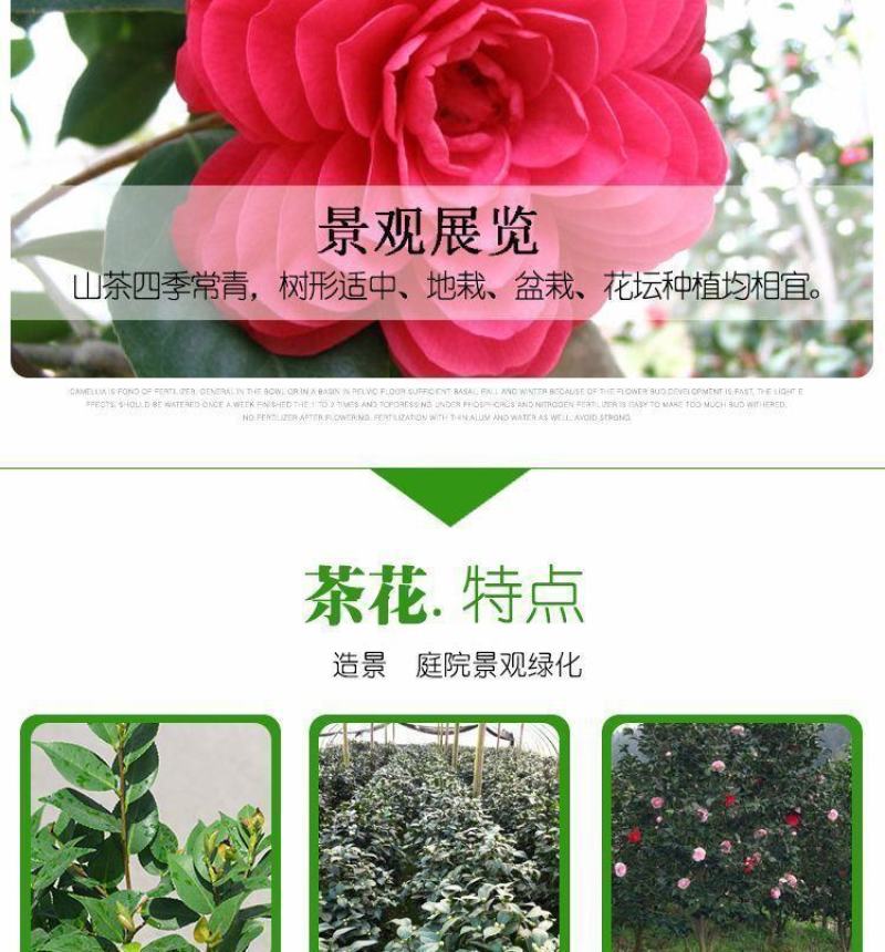 80高带花苞茶花，品种十二种，46/颗，10颗起批