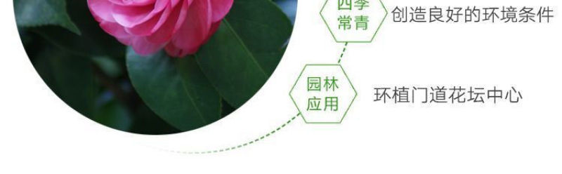80高带花苞茶花，品种十二种，46/颗，10颗起批