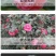 80高带花苞茶花，品种十二种，46/颗，10颗起批