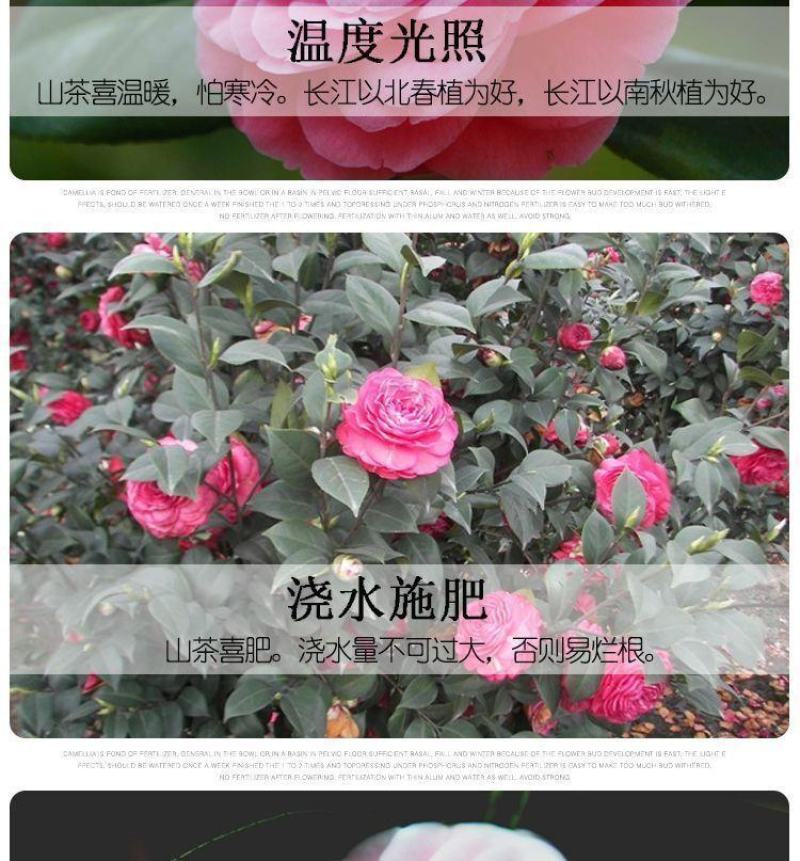 80高带花苞茶花，品种十二种，46/颗，10颗起批
