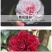 80高带花苞茶花，品种十二种，46/颗，10颗起批