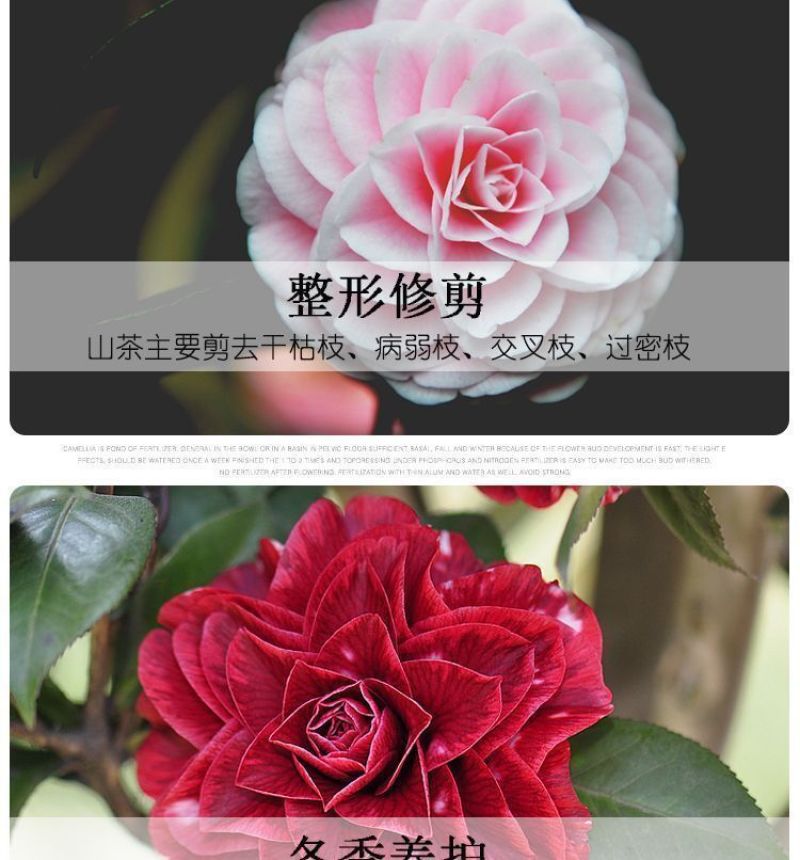 80高带花苞茶花，品种十二种，46/颗，10颗起批