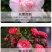 80高带花苞茶花，品种十二种，46/颗，10颗起批