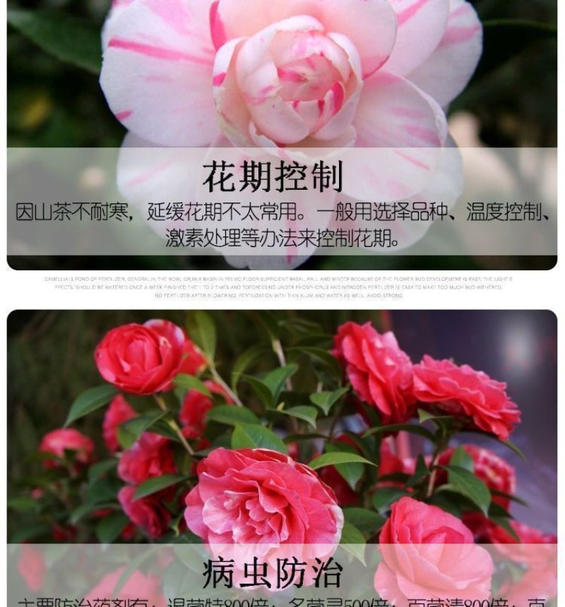 80高带花苞茶花，品种十二种，46/颗，10颗起批