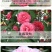 80高带花苞茶花，品种十二种，46/颗，10颗起批