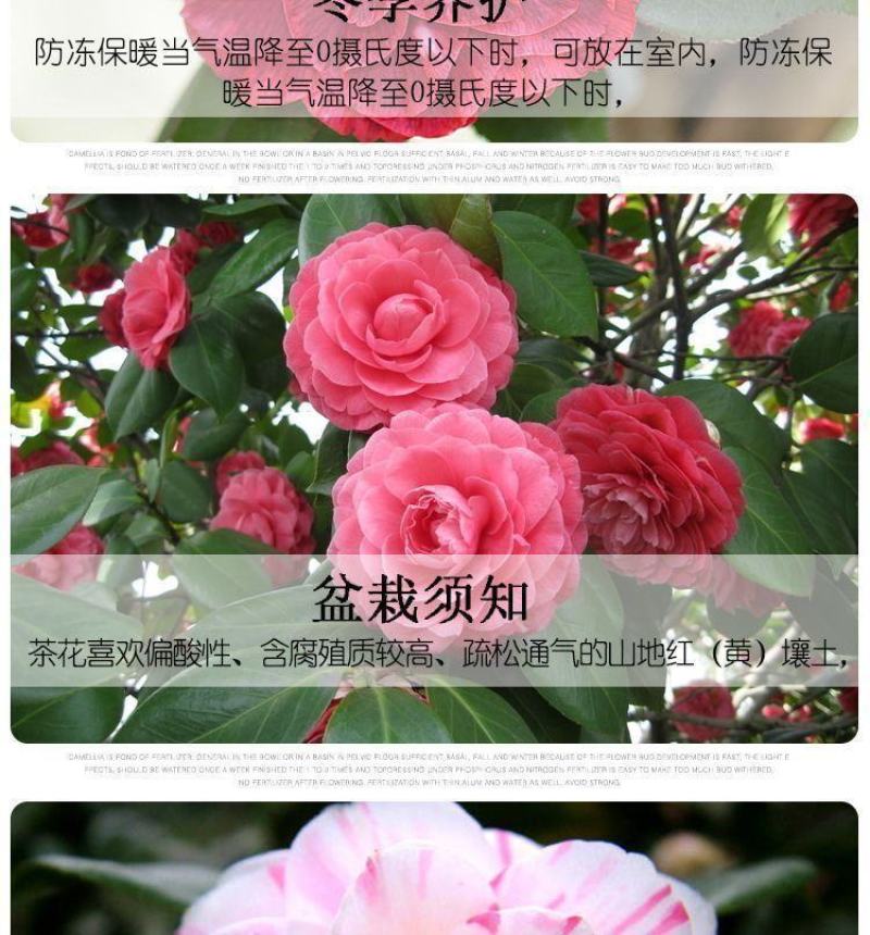 80高带花苞茶花，品种十二种，46/颗，10颗起批