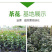 80高带花苞茶花，品种十二种，46/颗，10颗起批