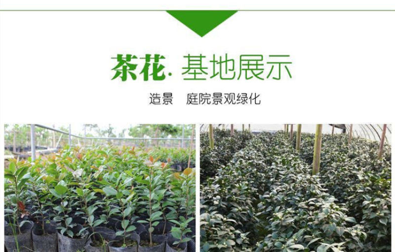 80高带花苞茶花，品种十二种，46/颗，10颗起批