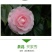 80高带花苞茶花，品种十二种，46/颗，10颗起批