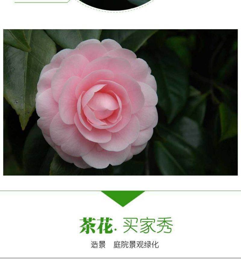 80高带花苞茶花，品种十二种，46/颗，10颗起批