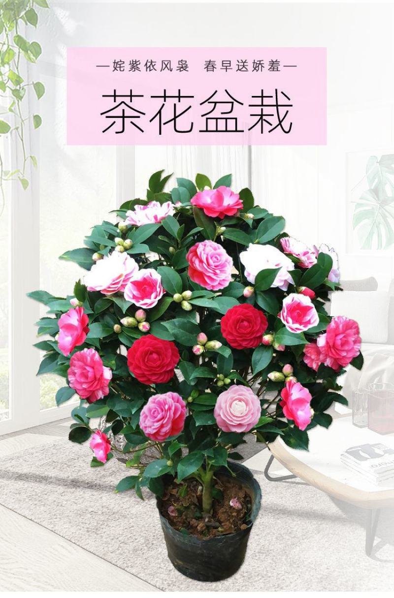 80高带花苞茶花，品种十二种，46/颗，10颗起批