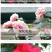 80高带花苞茶花，品种十二种，46/颗，10颗起批