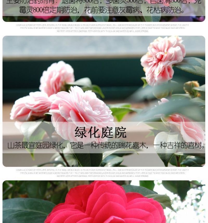 80高带花苞茶花，品种十二种，46/颗，10颗起批