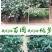 80高带花苞茶花，品种十二种，46/颗，10颗起批