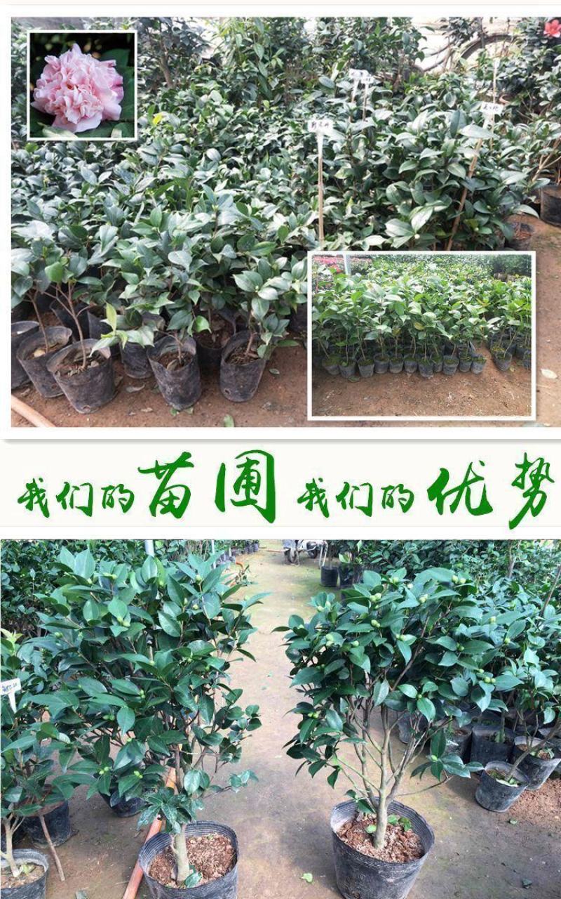 80高带花苞茶花，品种十二种，46/颗，10颗起批