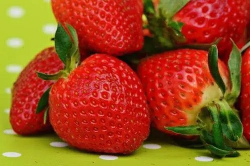 草莓种子四季种植奶油草莓籽四季草莓籽草莓种籽子