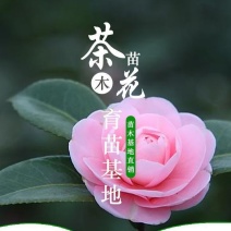 80高带花苞茶花，品种十二种，46/颗，10颗起批