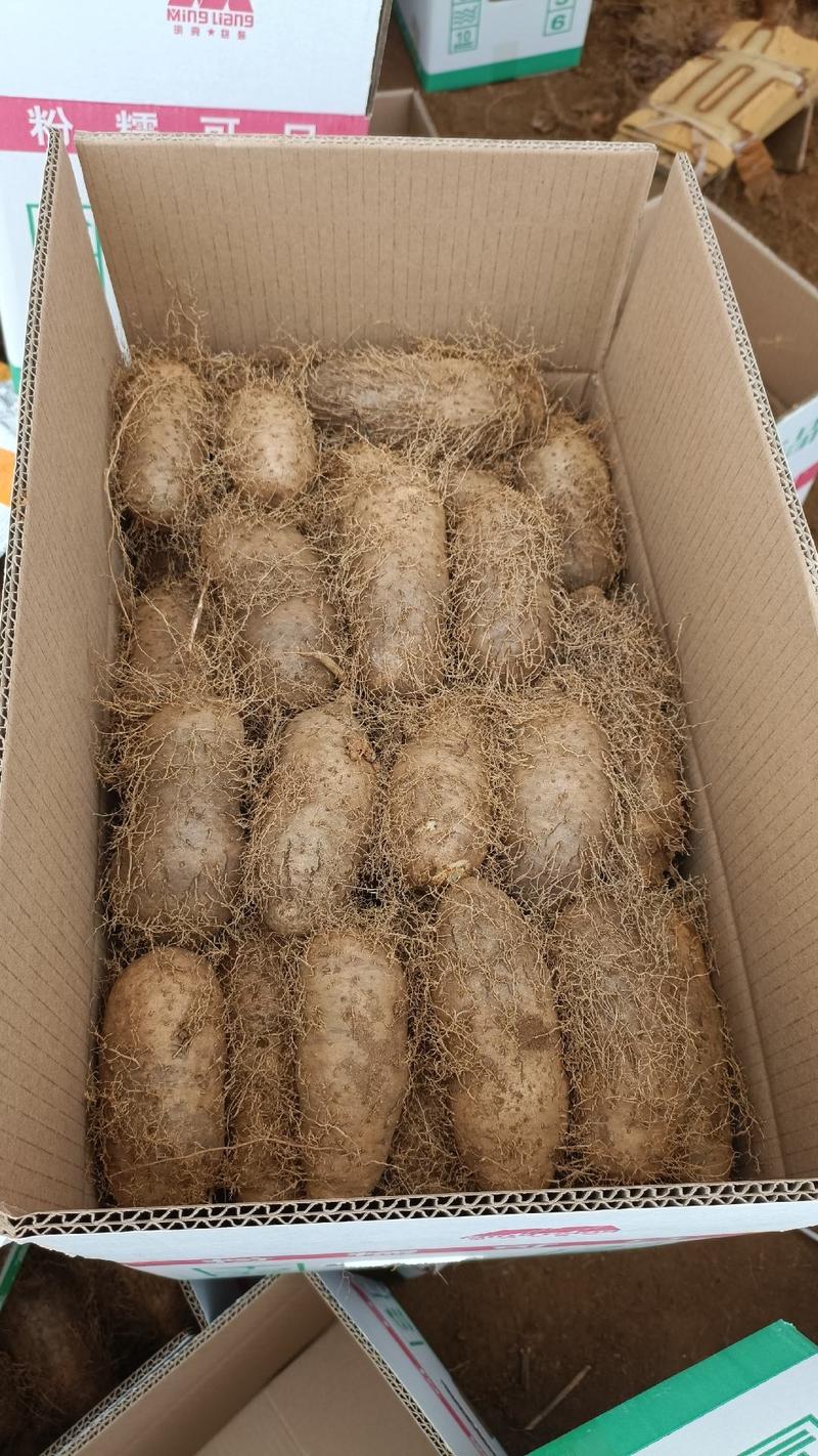 #湛江精品毛薯#粉糯可口，基地一手货源，全国发货