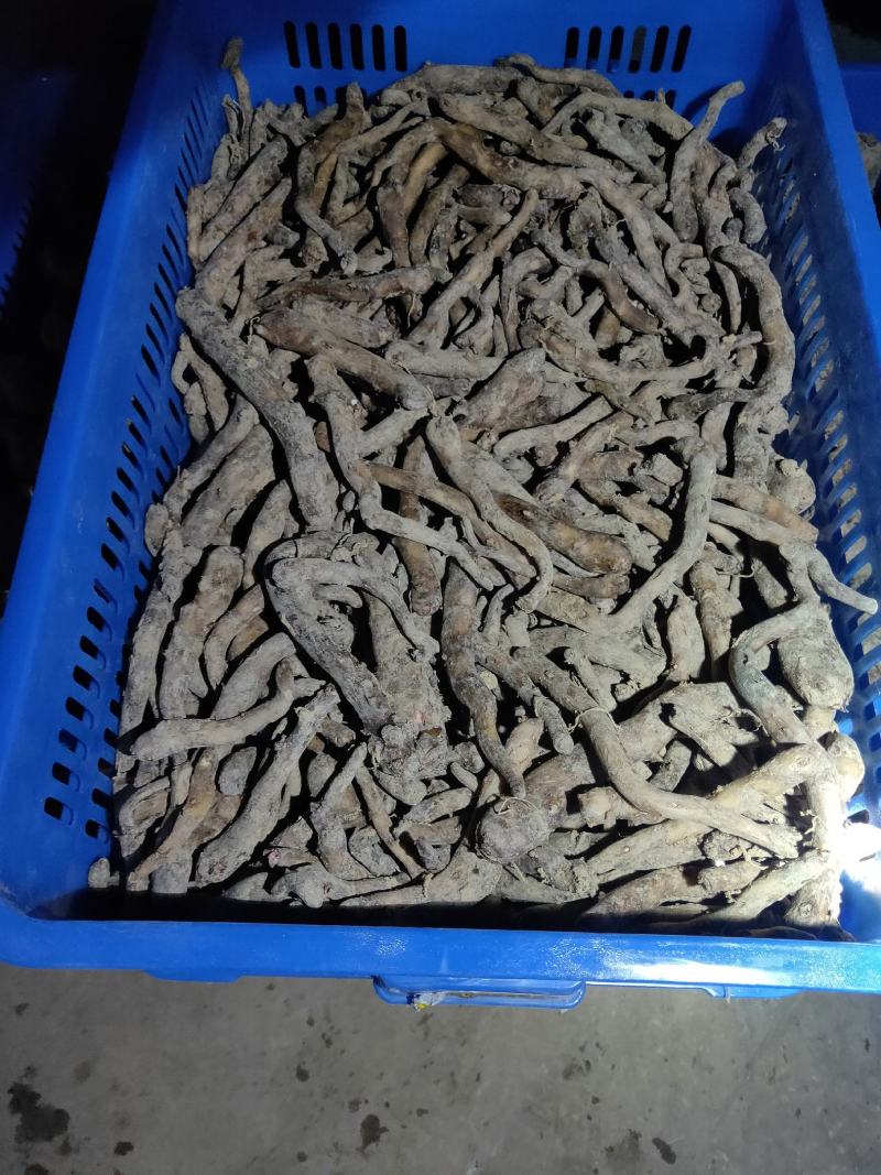 魔芋，湖北农科院培育的优良品种鄂魔一号和清江花魔一号